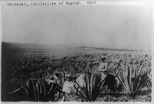 Исторически находки Снимка: Салвадор, Отглеждане на Магуи, Плантация агаве, 1909-1932, земеделие